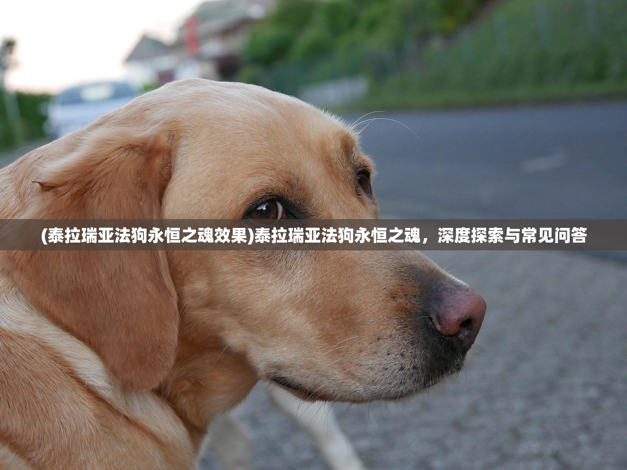 (重装机兵破解版无限金币能存档下载多多软件站)重装机兵破解版无限金币，游戏新体验的深度解析