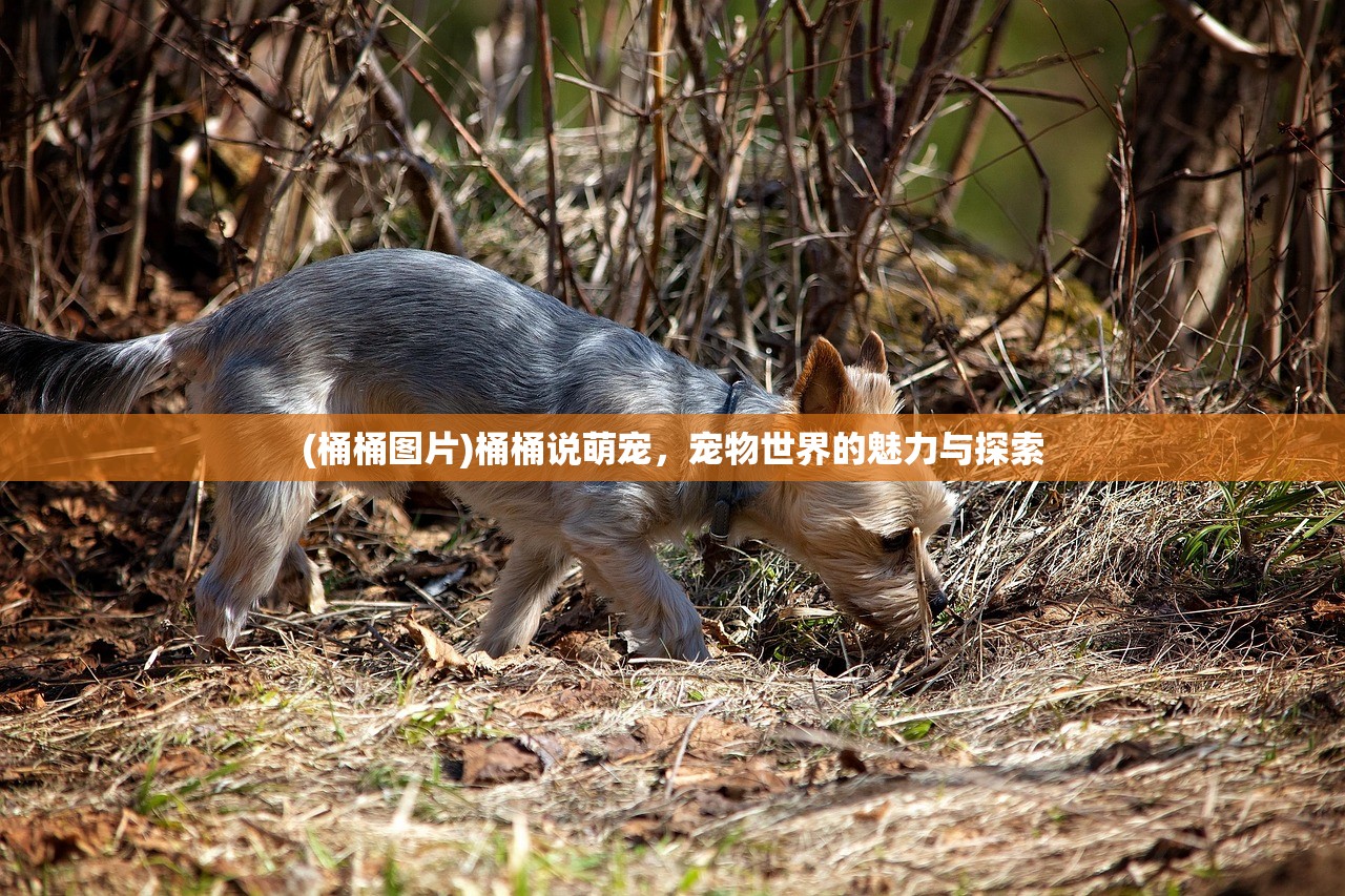 (传奇权倾天下版本大全)传奇权倾天下版本，探索与解析