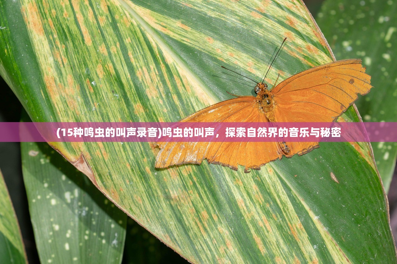 (闪耀暖暖台服官网)闪耀暖暖台服，游戏深度分析与常见问题解答