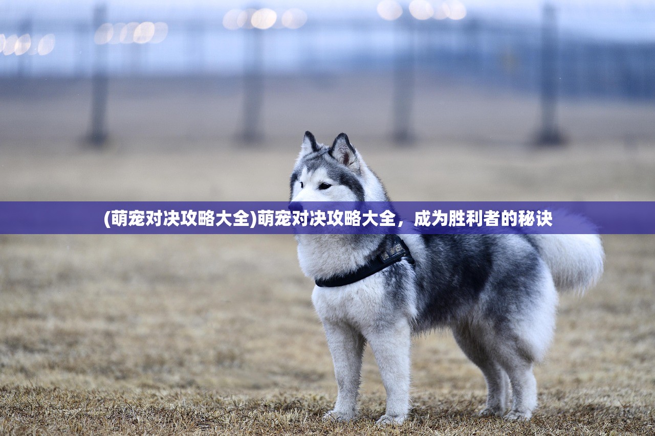 (萌宠对决攻略大全)萌宠对决攻略大全，成为胜利者的秘诀