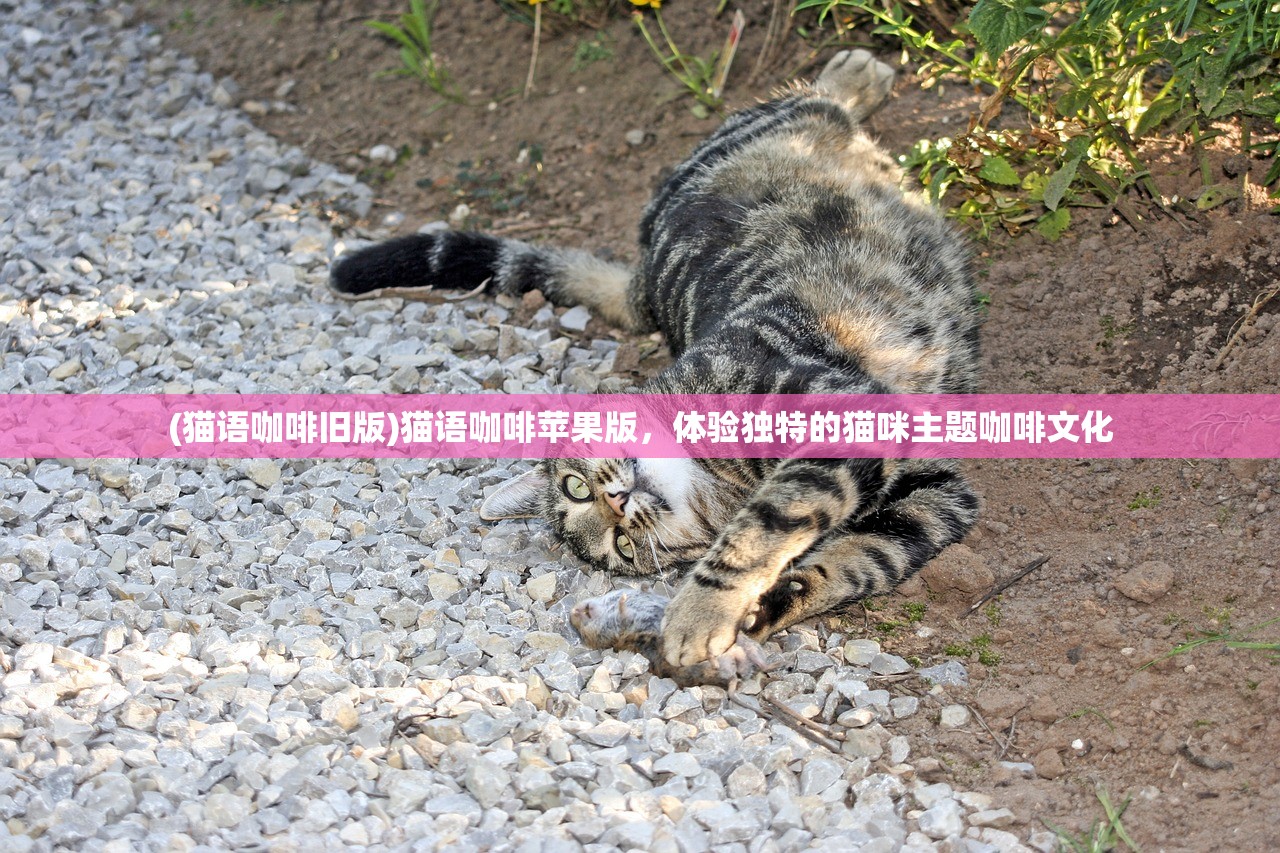 (猫语咖啡旧版)猫语咖啡苹果版，体验独特的猫咪主题咖啡文化