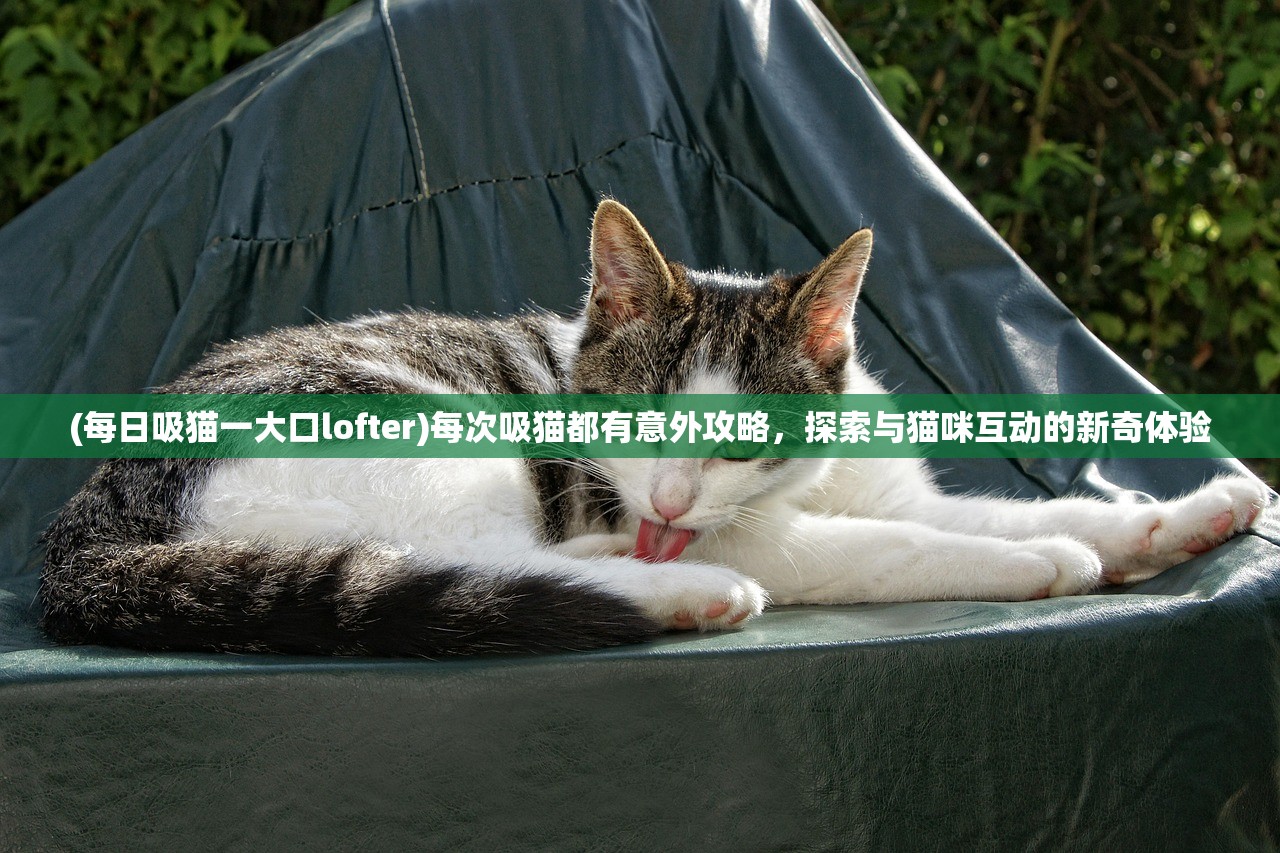 (每日吸猫一大口lofter)每次吸猫都有意外攻略，探索与猫咪互动的新奇体验