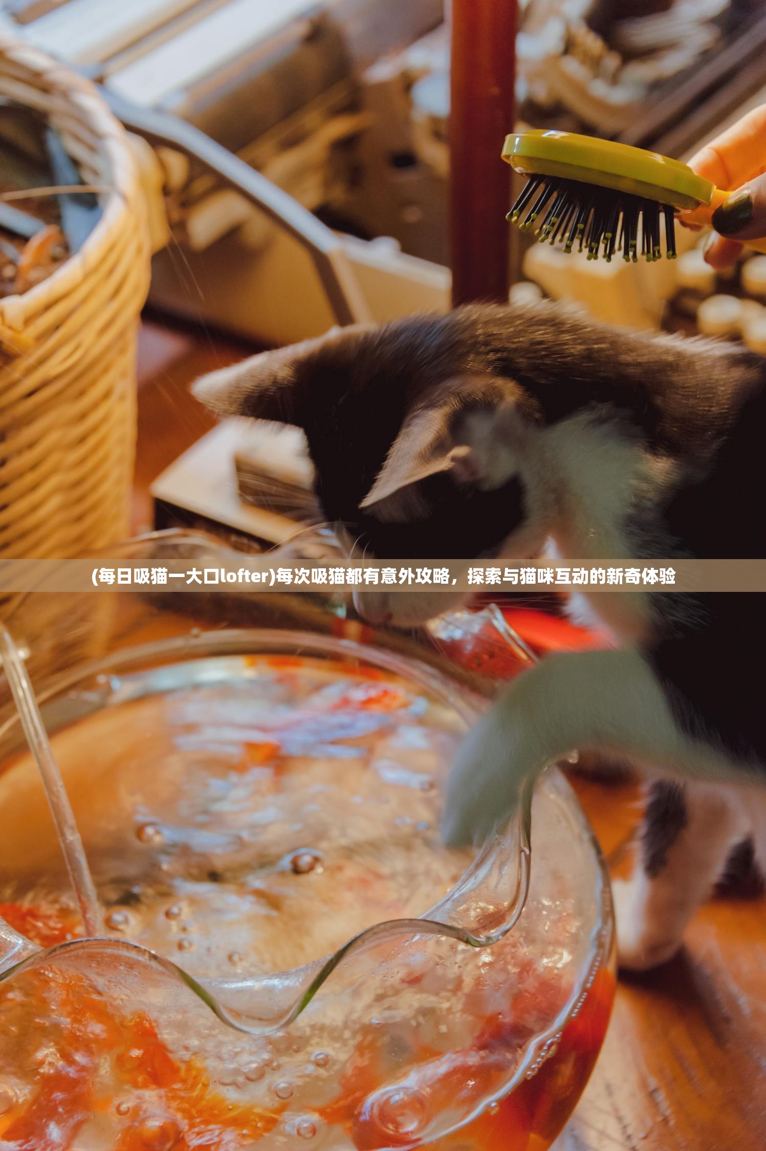 (每日吸猫一大口lofter)每次吸猫都有意外攻略，探索与猫咪互动的新奇体验