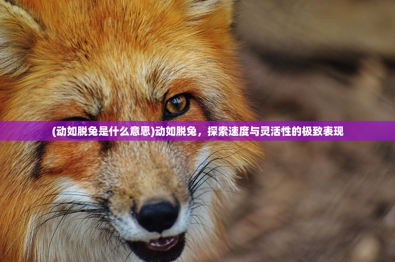 (动如脱兔是什么意思)动如脱兔，探索速度与灵活性的极致表现