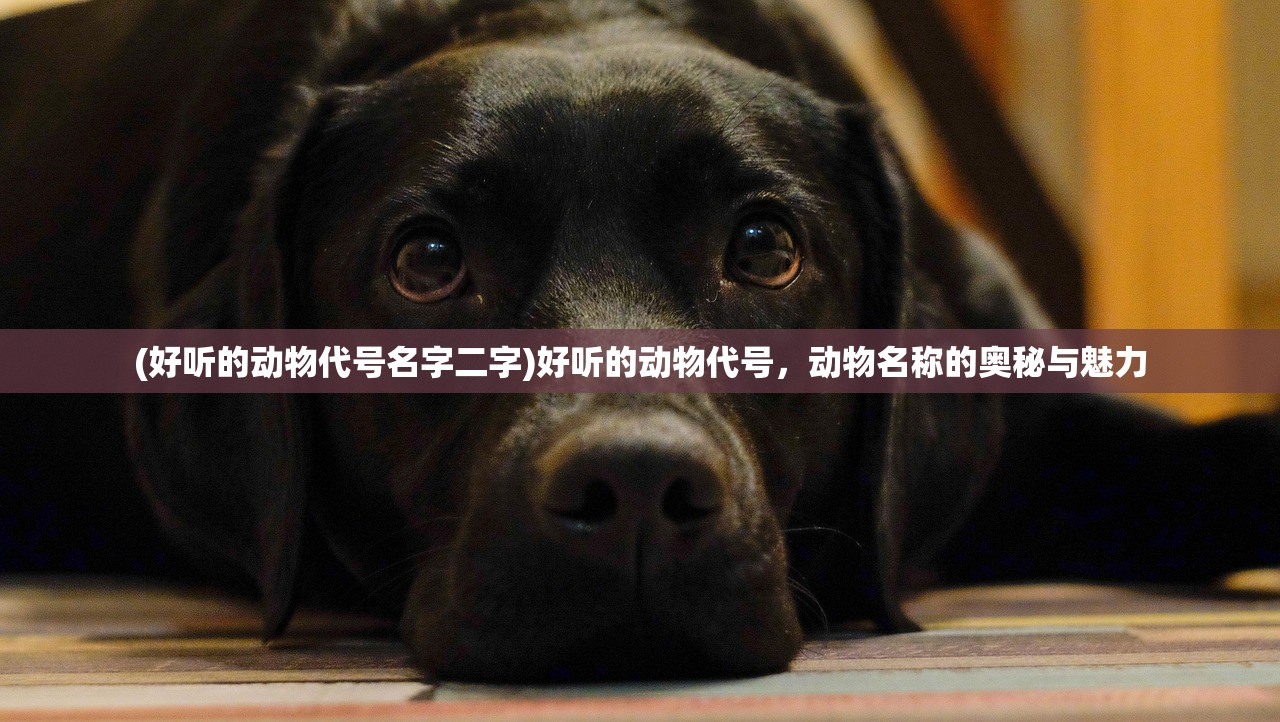(德军总部游戏攻略)德军总部全面攻略秘籍及常见问答解析