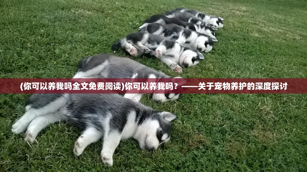 (你可以养我吗全文免费阅读)你可以养我吗？——关于宠物养护的深度探讨