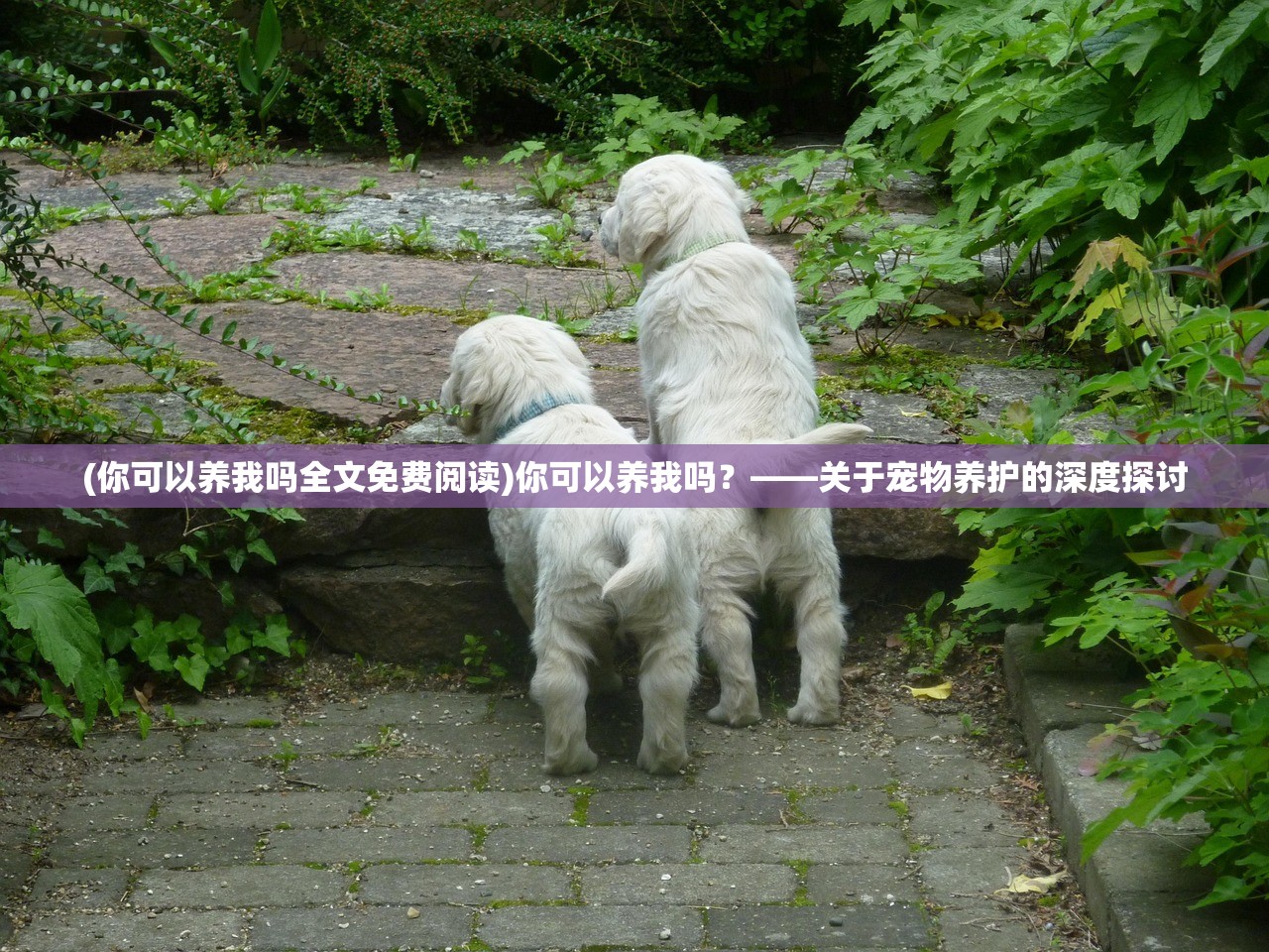 (你可以养我吗全文免费阅读)你可以养我吗？——关于宠物养护的深度探讨