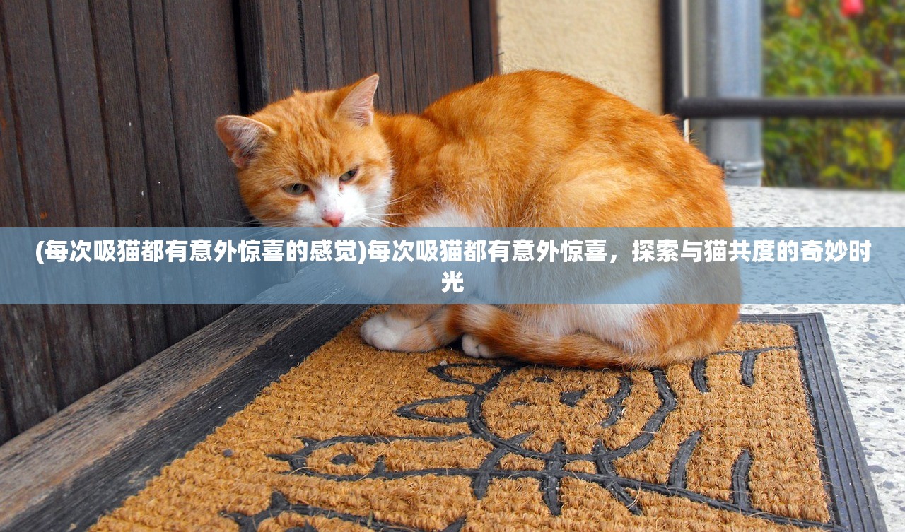 (每次吸猫都有意外惊喜的感觉)每次吸猫都有意外惊喜，探索与猫共度的奇妙时光