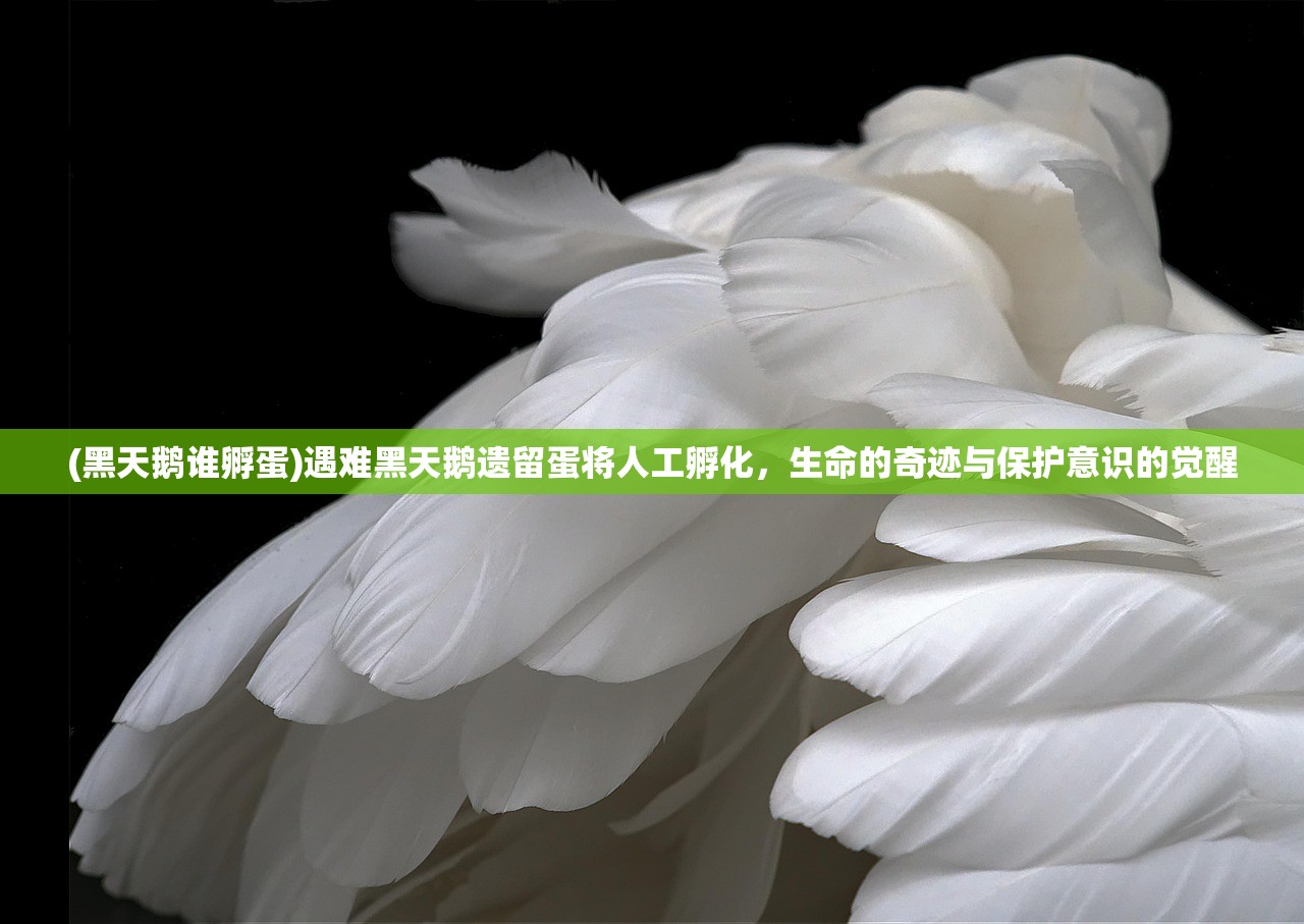 (黑天鹅谁孵蛋)遇难黑天鹅遗留蛋将人工孵化，生命的奇迹与保护意识的觉醒