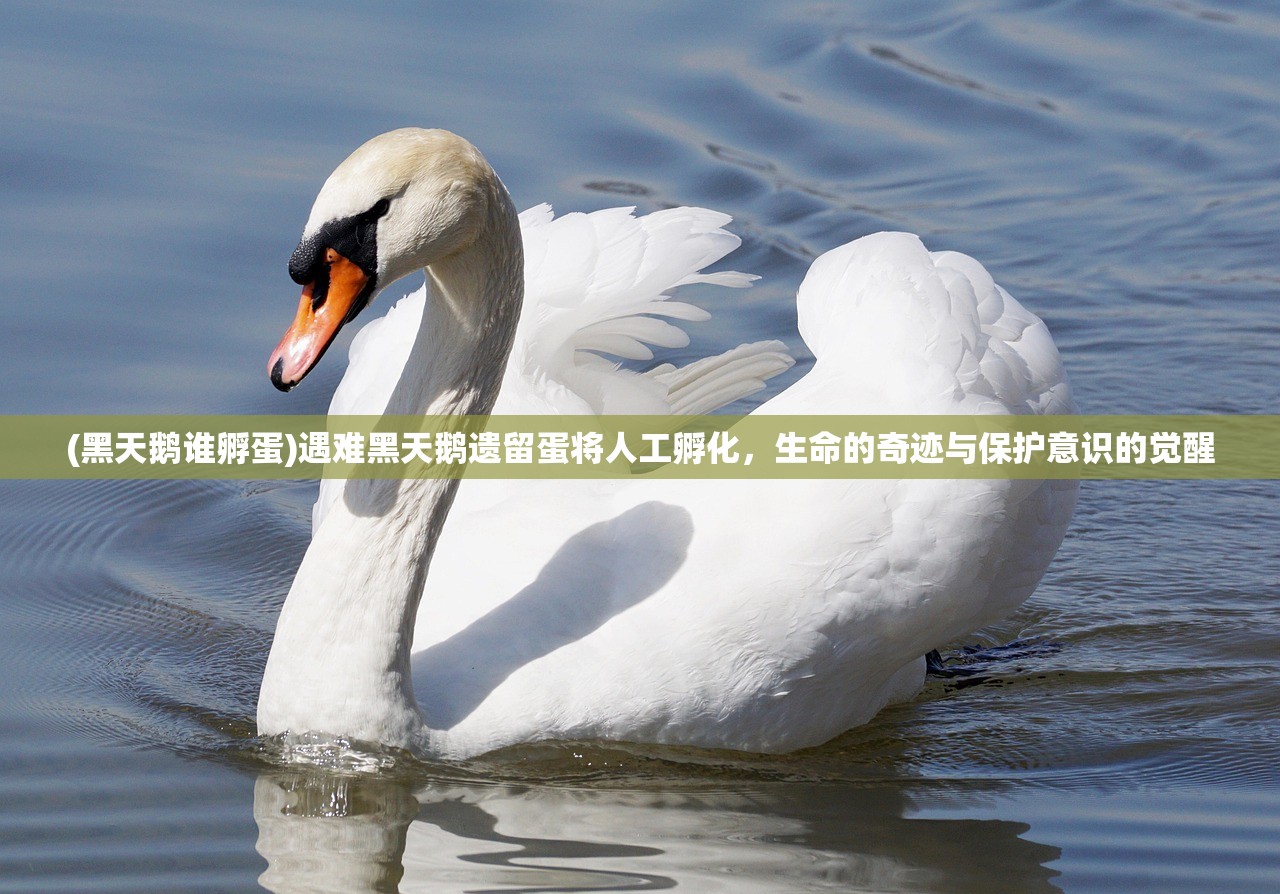 (黑天鹅谁孵蛋)遇难黑天鹅遗留蛋将人工孵化，生命的奇迹与保护意识的觉醒