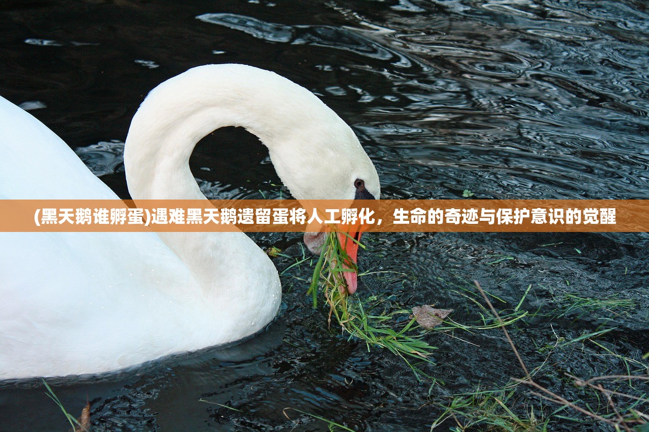 (圣三国魏传自带80万元宝)吕布传自带80万元宝，游戏内的财富与英雄传奇