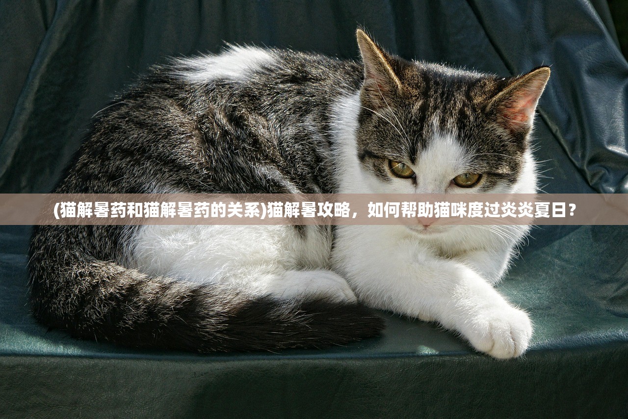 (猫解暑药和猫解暑药的关系)猫解暑攻略，如何帮助猫咪度过炎炎夏日？
