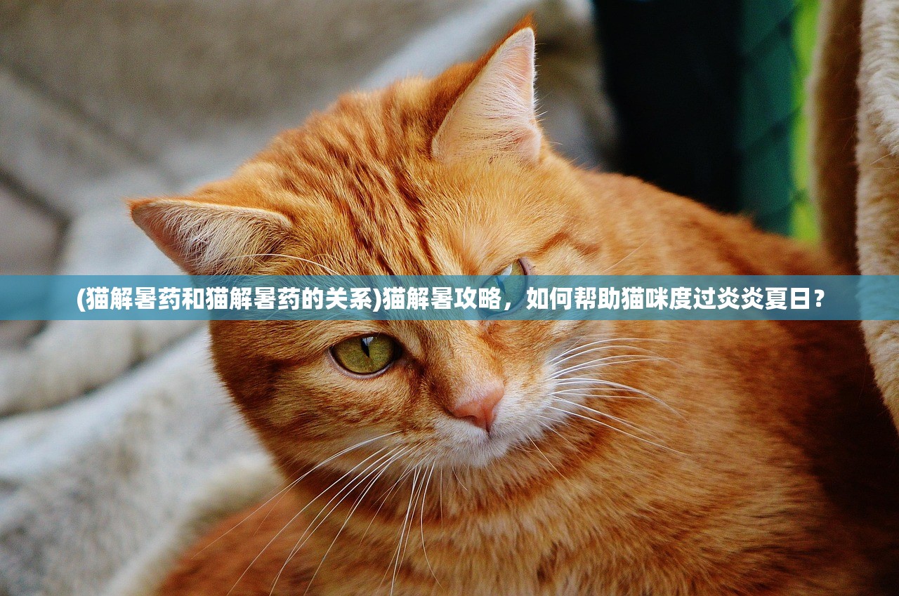 (猫解暑药和猫解暑药的关系)猫解暑攻略，如何帮助猫咪度过炎炎夏日？