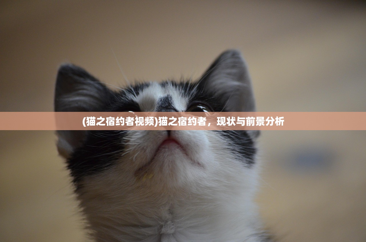 (猫之宿约者视频)猫之宿约者，现状与前景分析