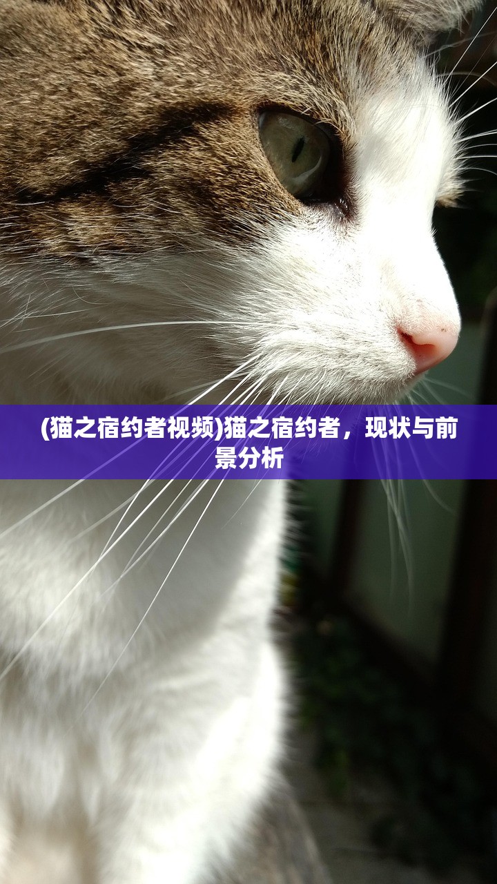(猫之宿约者视频)猫之宿约者，现状与前景分析