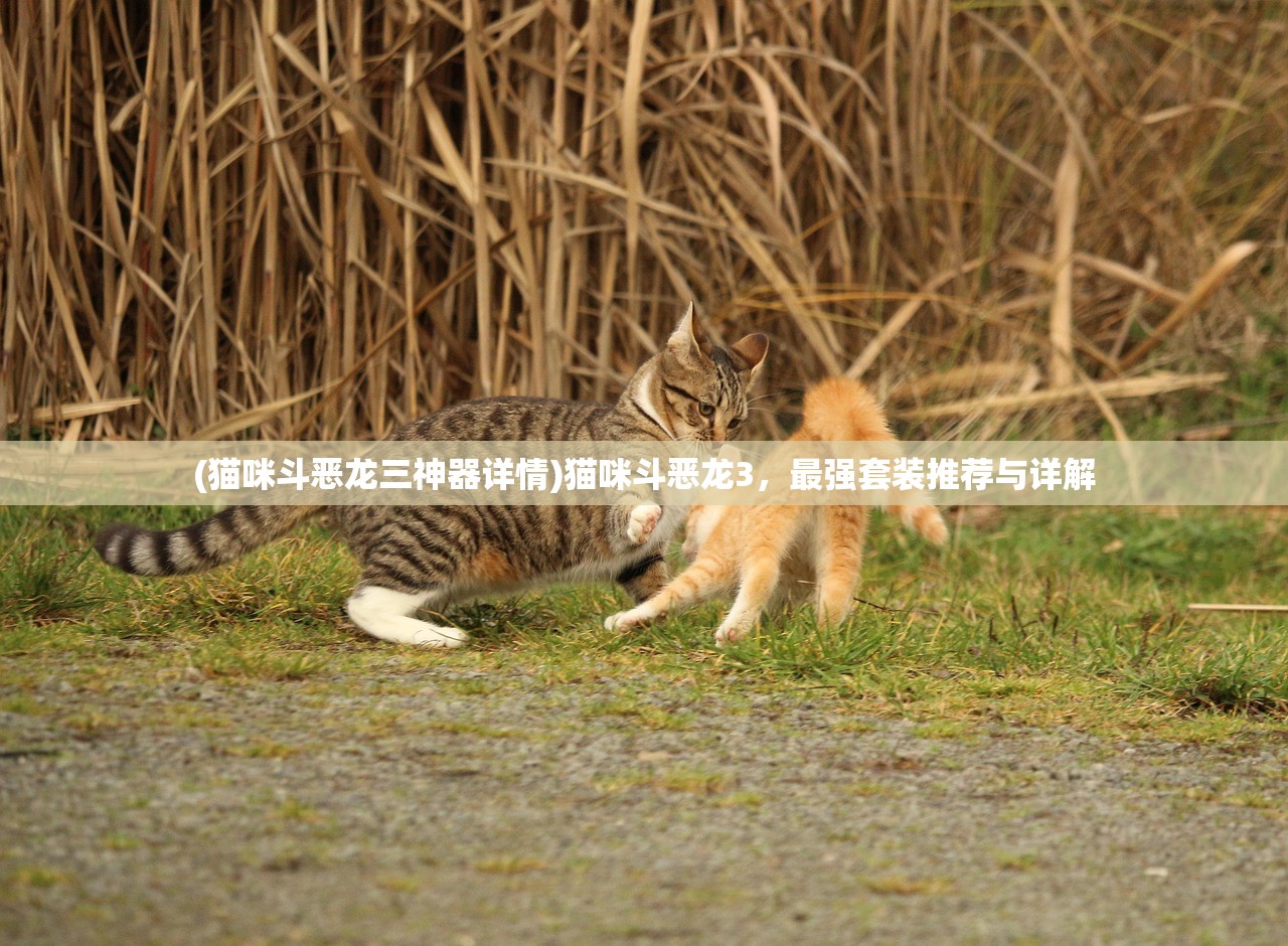 (猫咪斗恶龙三神器详情)猫咪斗恶龙3，最强套装推荐与详解