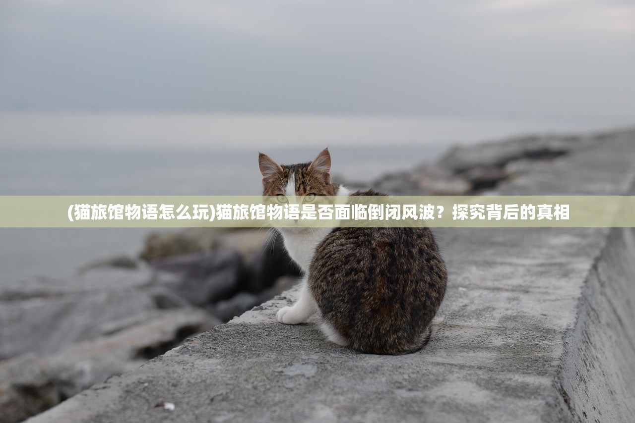 (猫旅馆物语怎么玩)猫旅馆物语是否面临倒闭风波？探究背后的真相