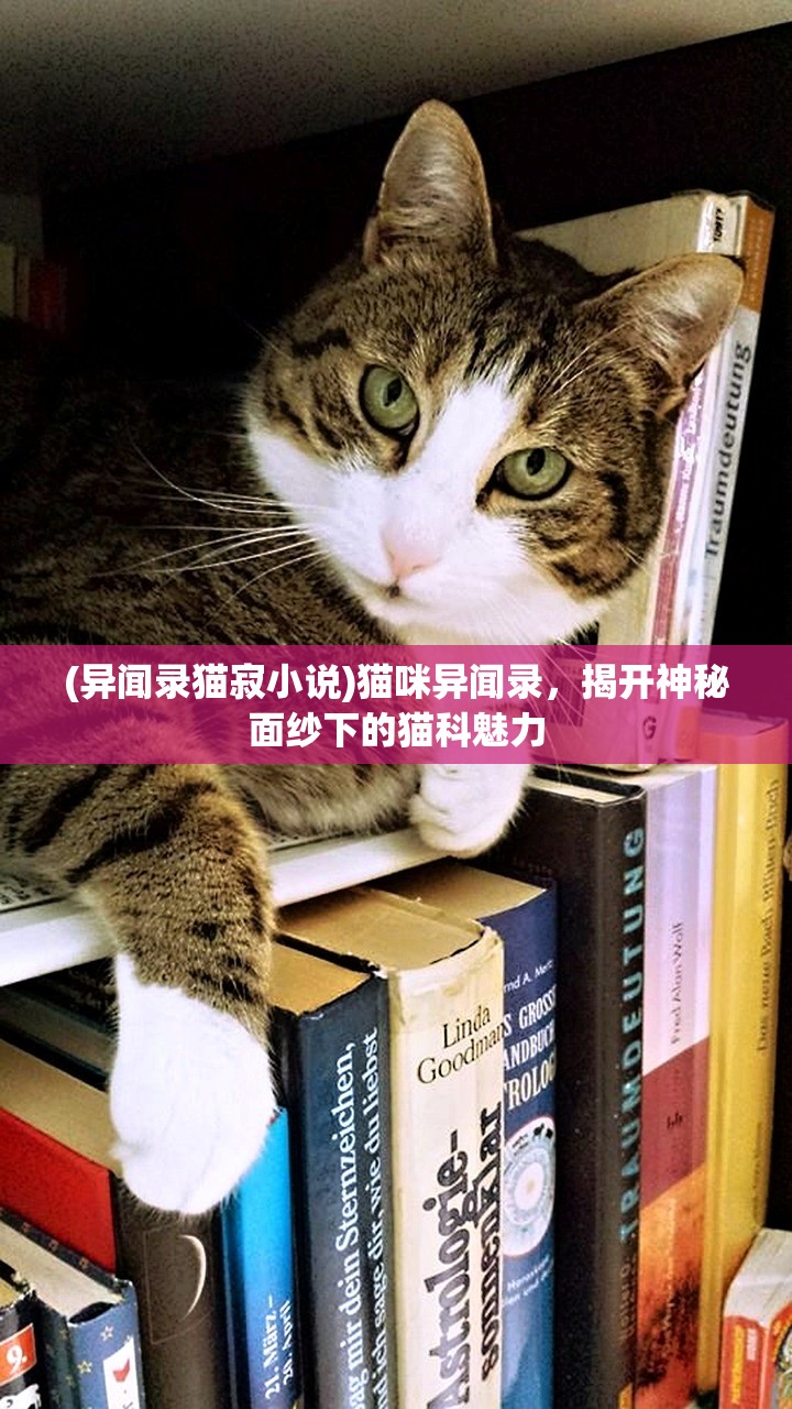 (异闻录猫寂小说)猫咪异闻录，揭开神秘面纱下的猫科魅力