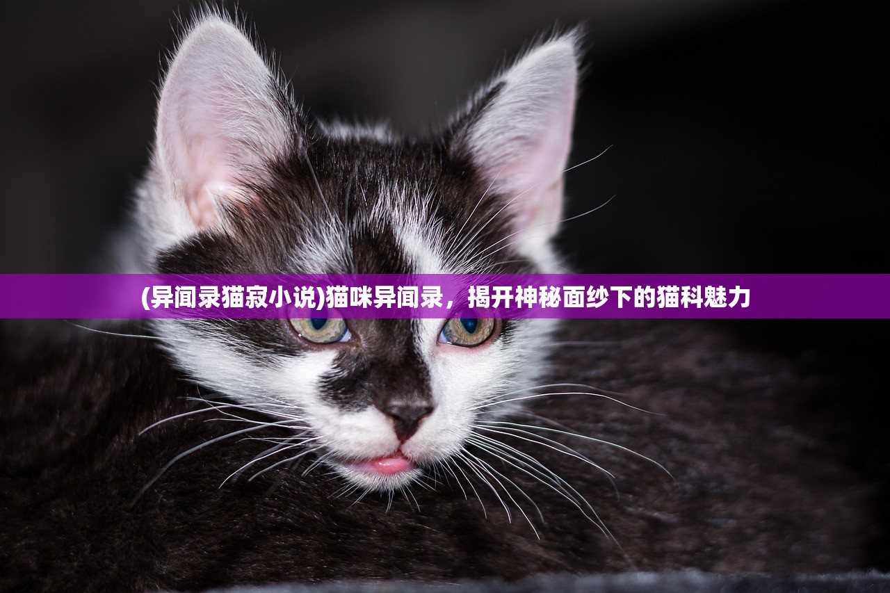 (异闻录猫寂小说)猫咪异闻录，揭开神秘面纱下的猫科魅力