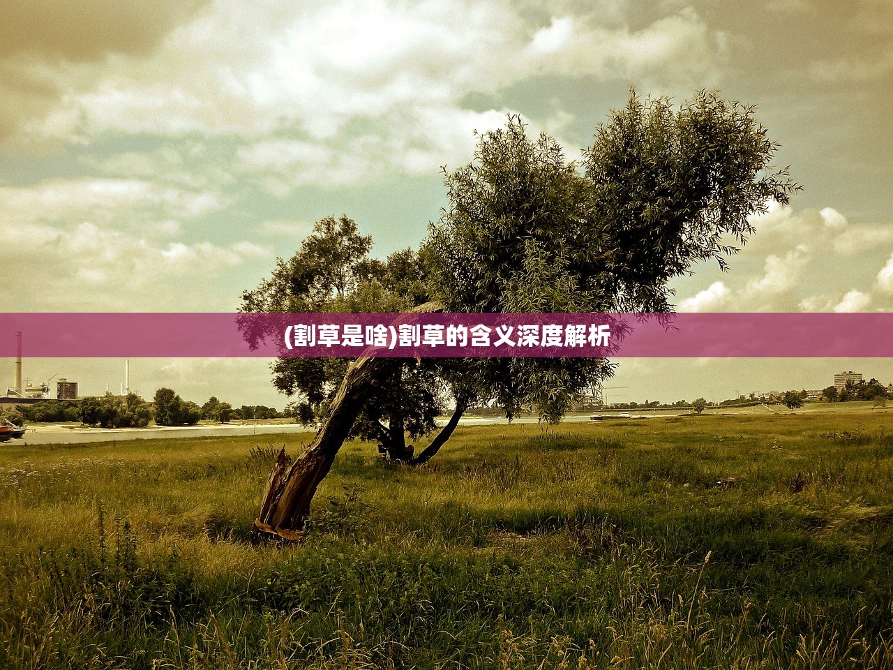 (割草是啥)割草的含义深度解析
