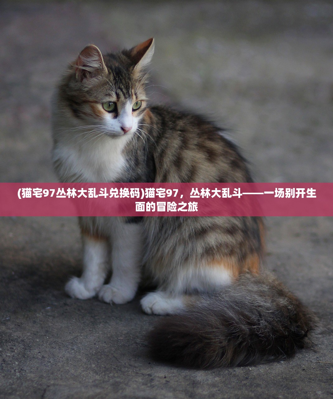 (猫宅97丛林大乱斗兑换码)猫宅97，丛林大乱斗——一场别开生面的冒险之旅