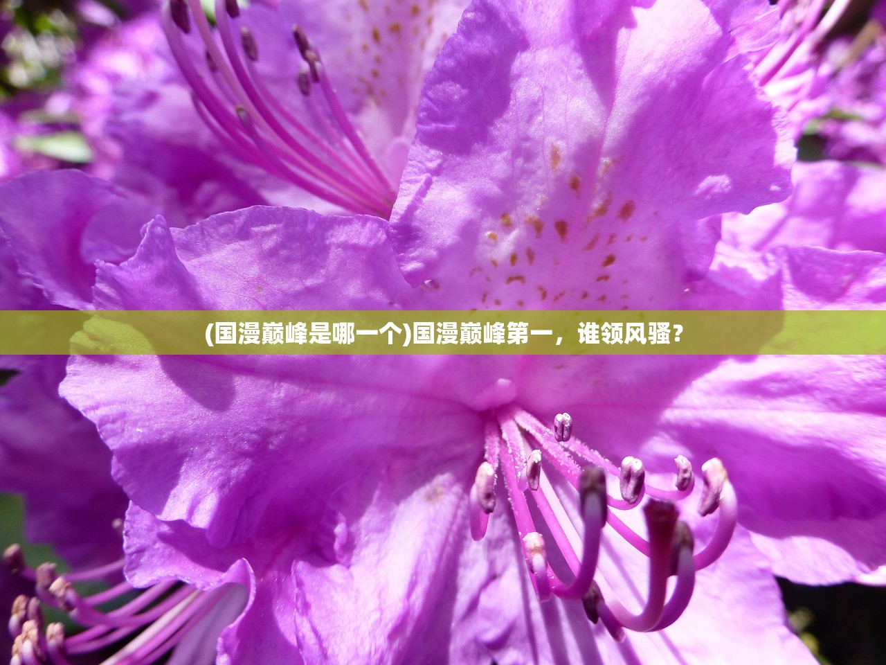 (国漫巅峰是哪一个)国漫巅峰第一，谁领风骚？