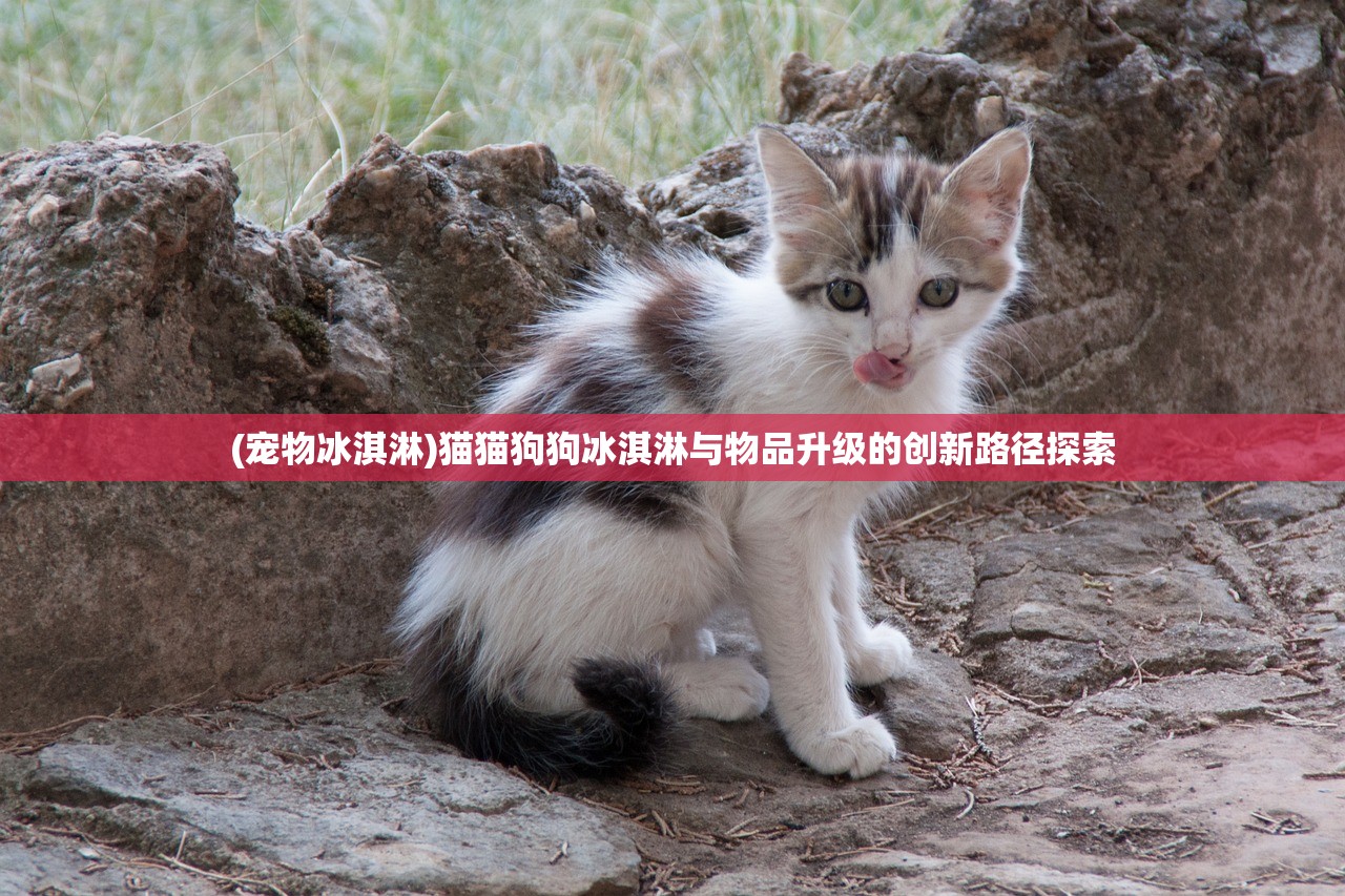 (宠物冰淇淋)猫猫狗狗冰淇淋与物品升级的创新路径探索
