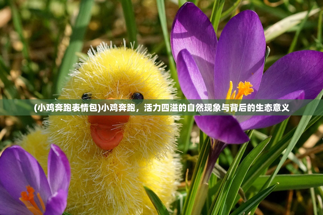 (小鸡奔跑表情包)小鸡奔跑，活力四溢的自然现象与背后的生态意义