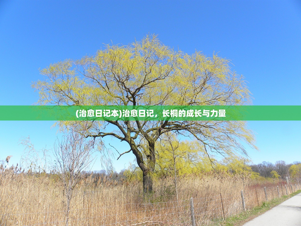 (治愈日记本)治愈日记，长桐的成长与力量