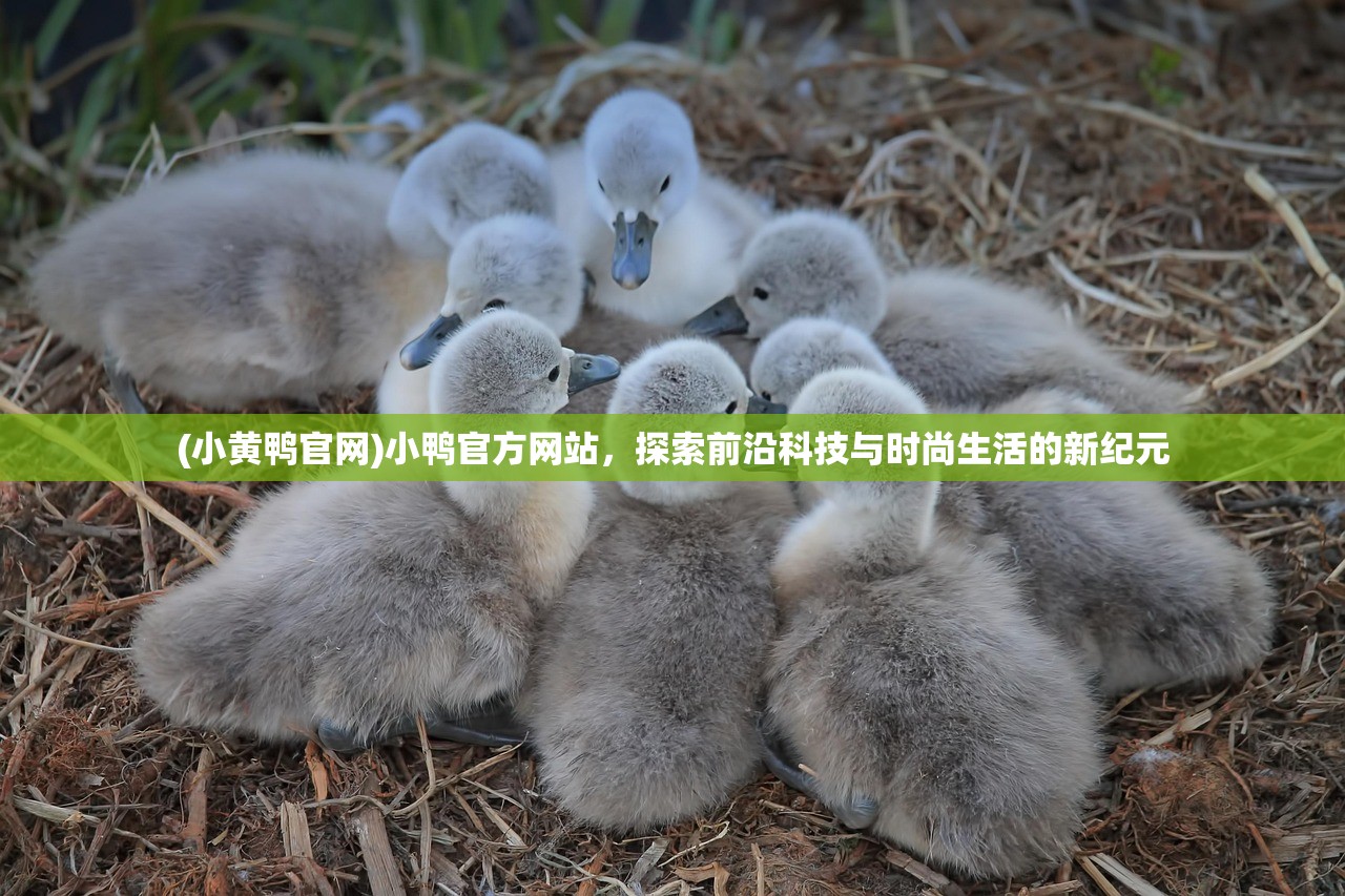 (小黄鸭官网)小鸭官方网站，探索前沿科技与时尚生活的新纪元
