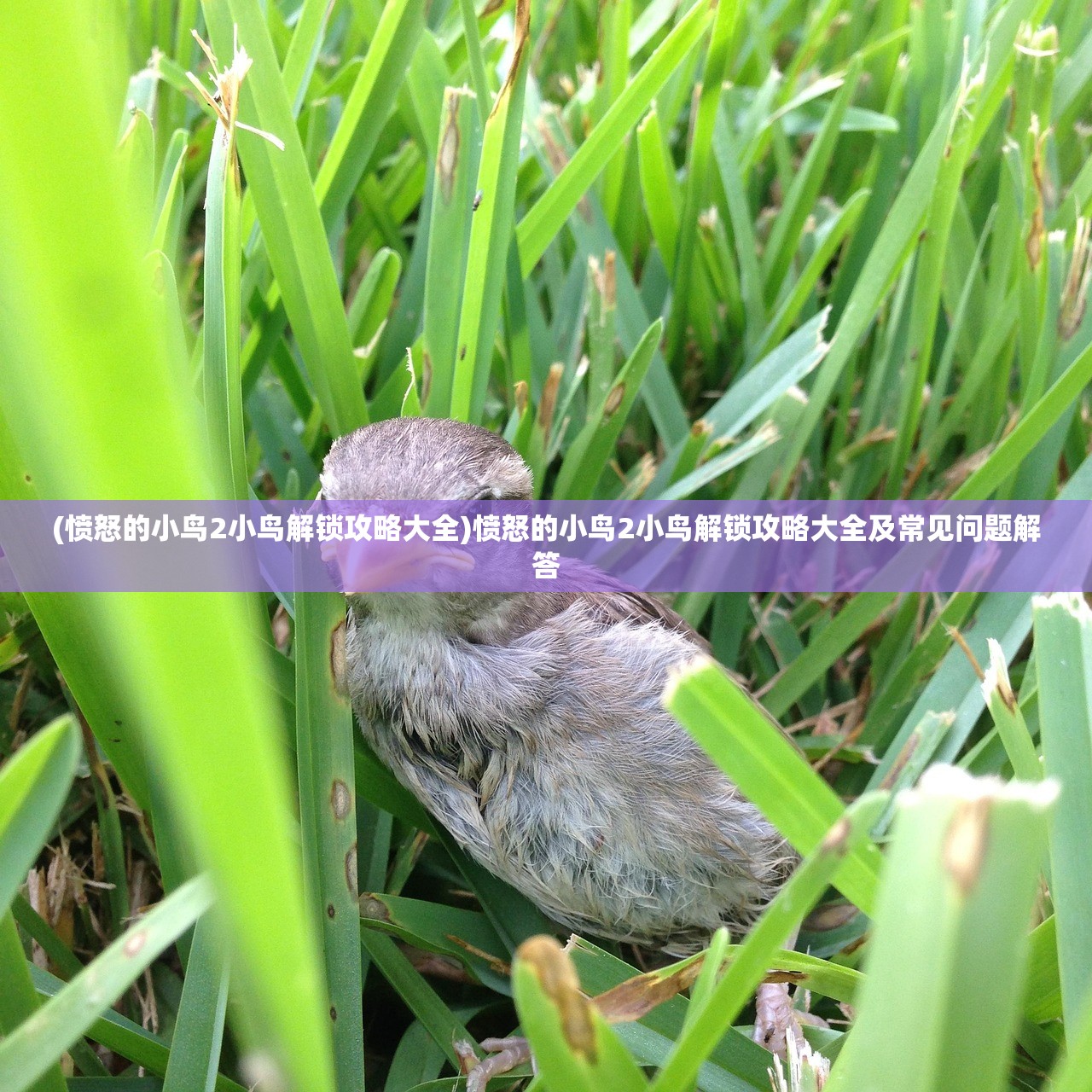 (失落防线官网)失落防线攻略大全及常见问题解答