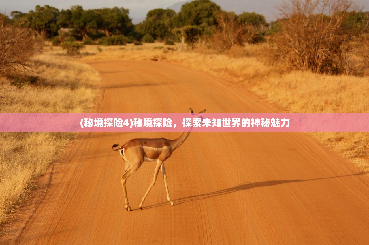 (秘境探险4)秘境探险，探索未知世界的神秘魅力