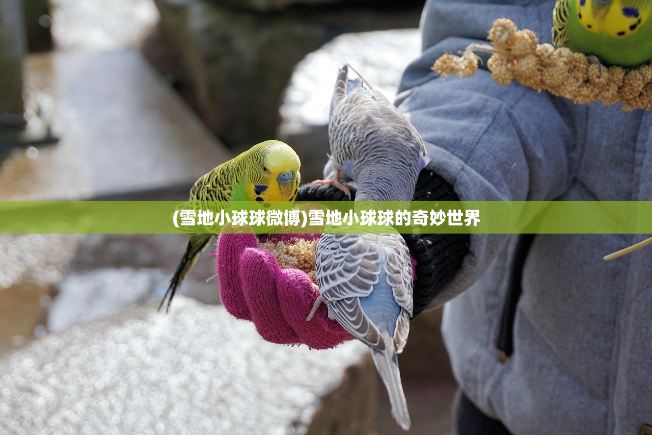 (雪地小球球微博)雪地小球球的奇妙世界