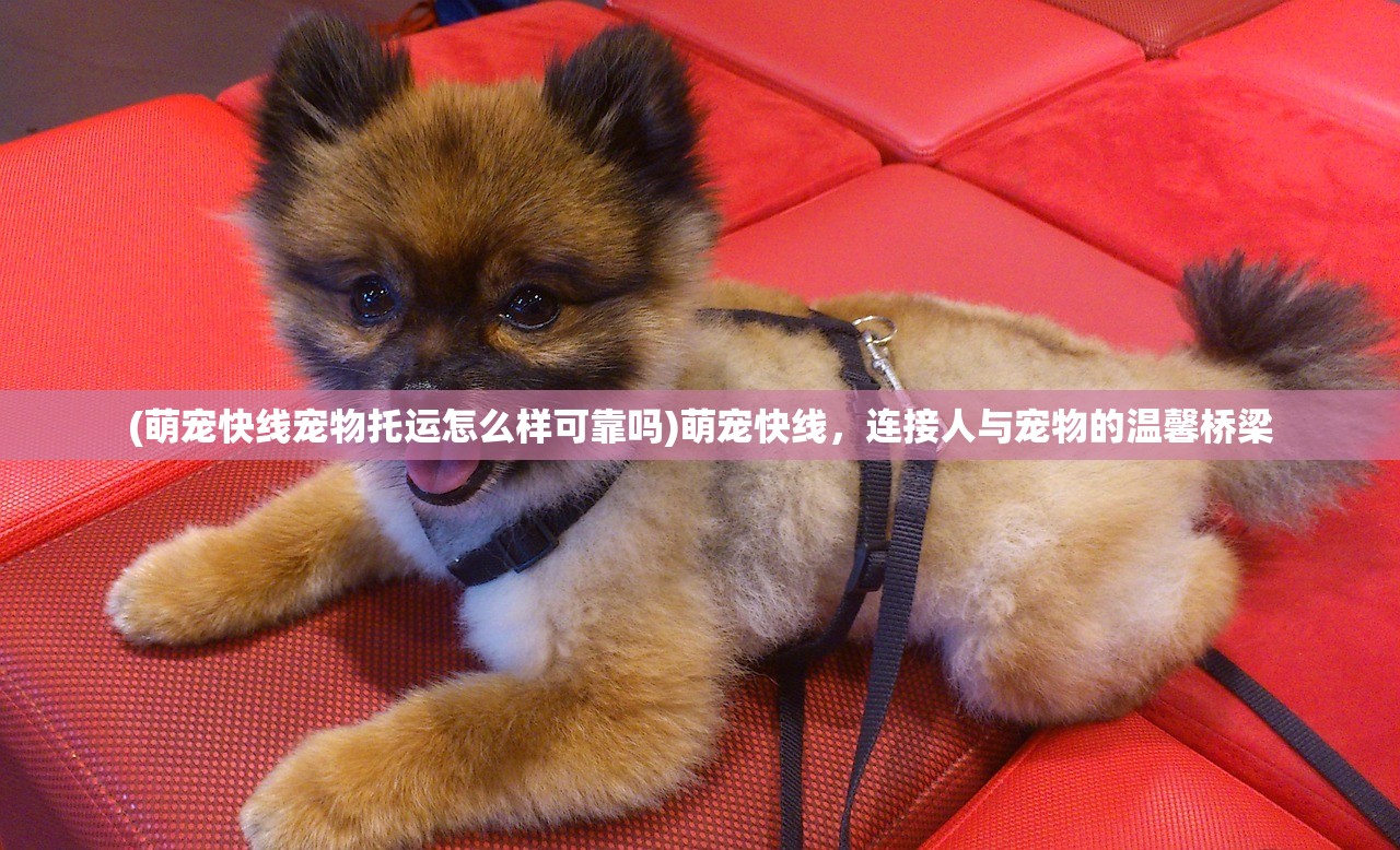 (萌宠快线宠物托运怎么样可靠吗)萌宠快线，连接人与宠物的温馨桥梁