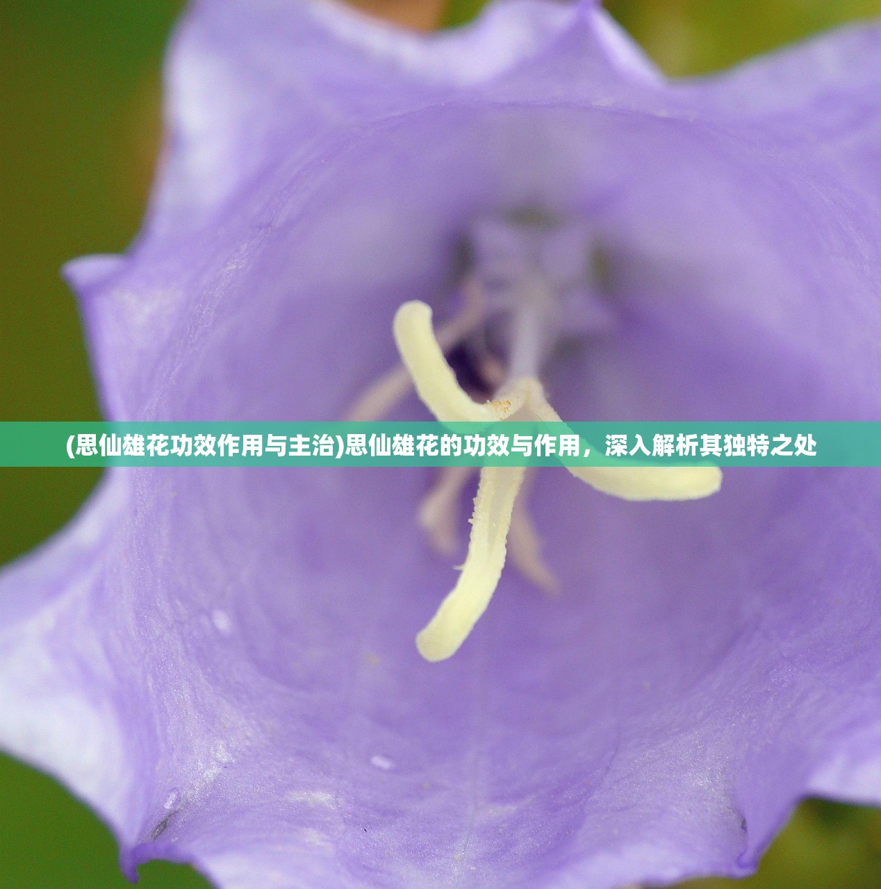 (思仙雄花功效作用与主治)思仙雄花的功效与作用，深入解析其独特之处