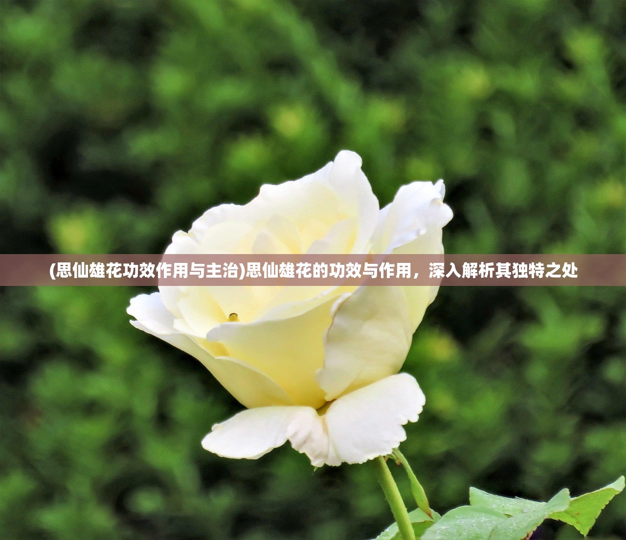 (思仙雄花功效作用与主治)思仙雄花的功效与作用，深入解析其独特之处