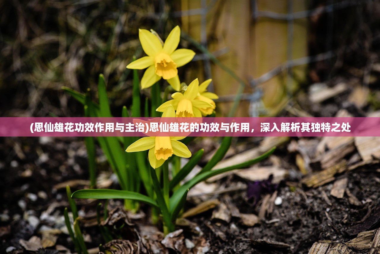 (思仙雄花功效作用与主治)思仙雄花的功效与作用，深入解析其独特之处
