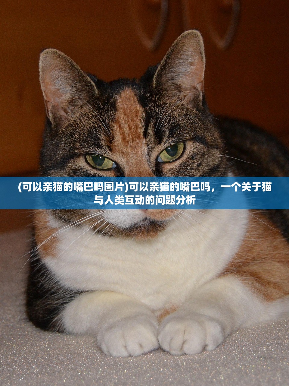 (可以亲猫的嘴巴吗图片)可以亲猫的嘴巴吗，一个关于猫与人类互动的问题分析