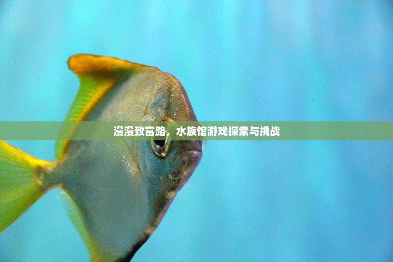 漫漫致富路，水族馆游戏探索与挑战