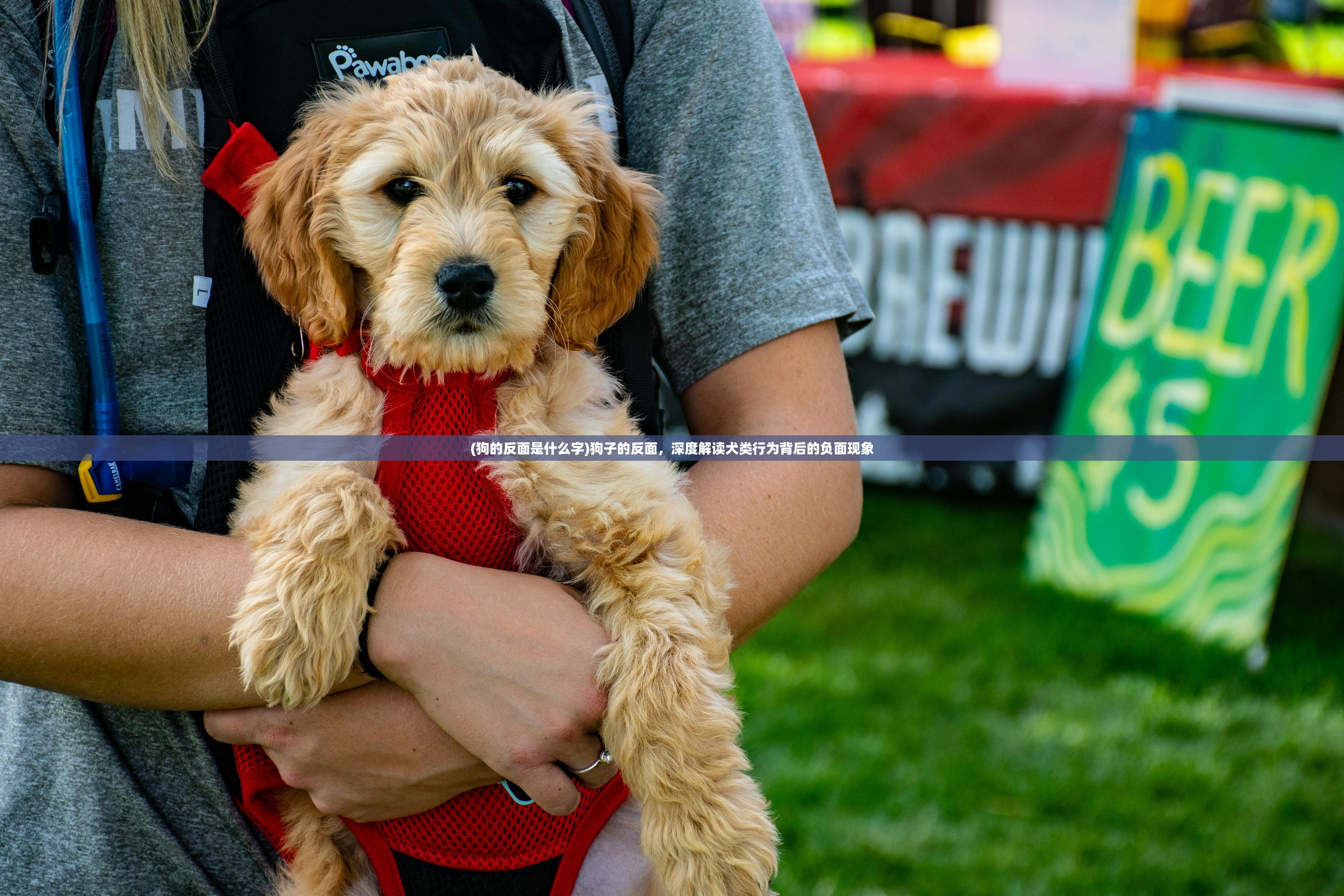 (狗的反面是什么字)狗子的反面，深度解读犬类行为背后的负面现象