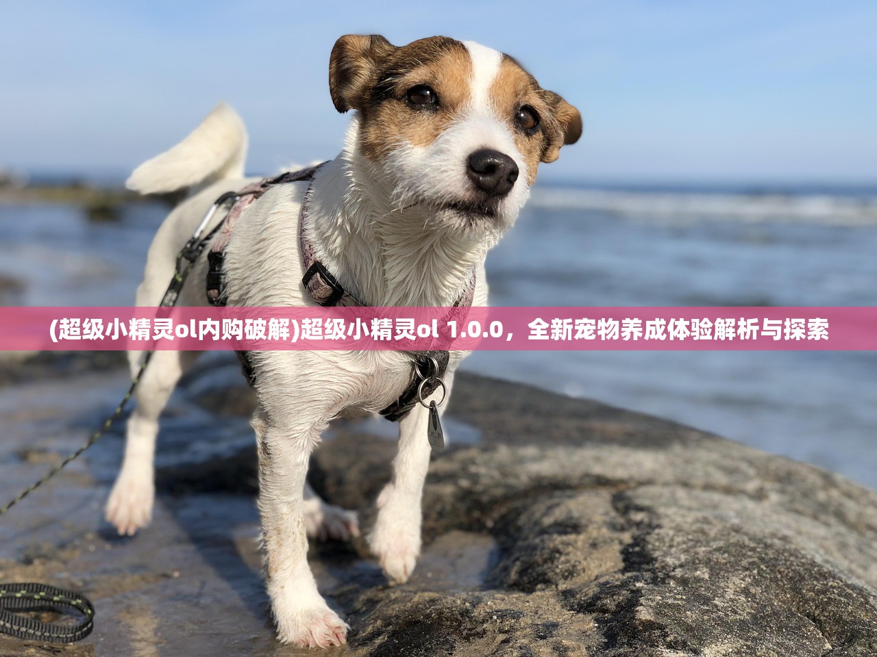 (超级小精灵ol内购破解)超级小精灵ol 1.0.0，全新宠物养成体验解析与探索