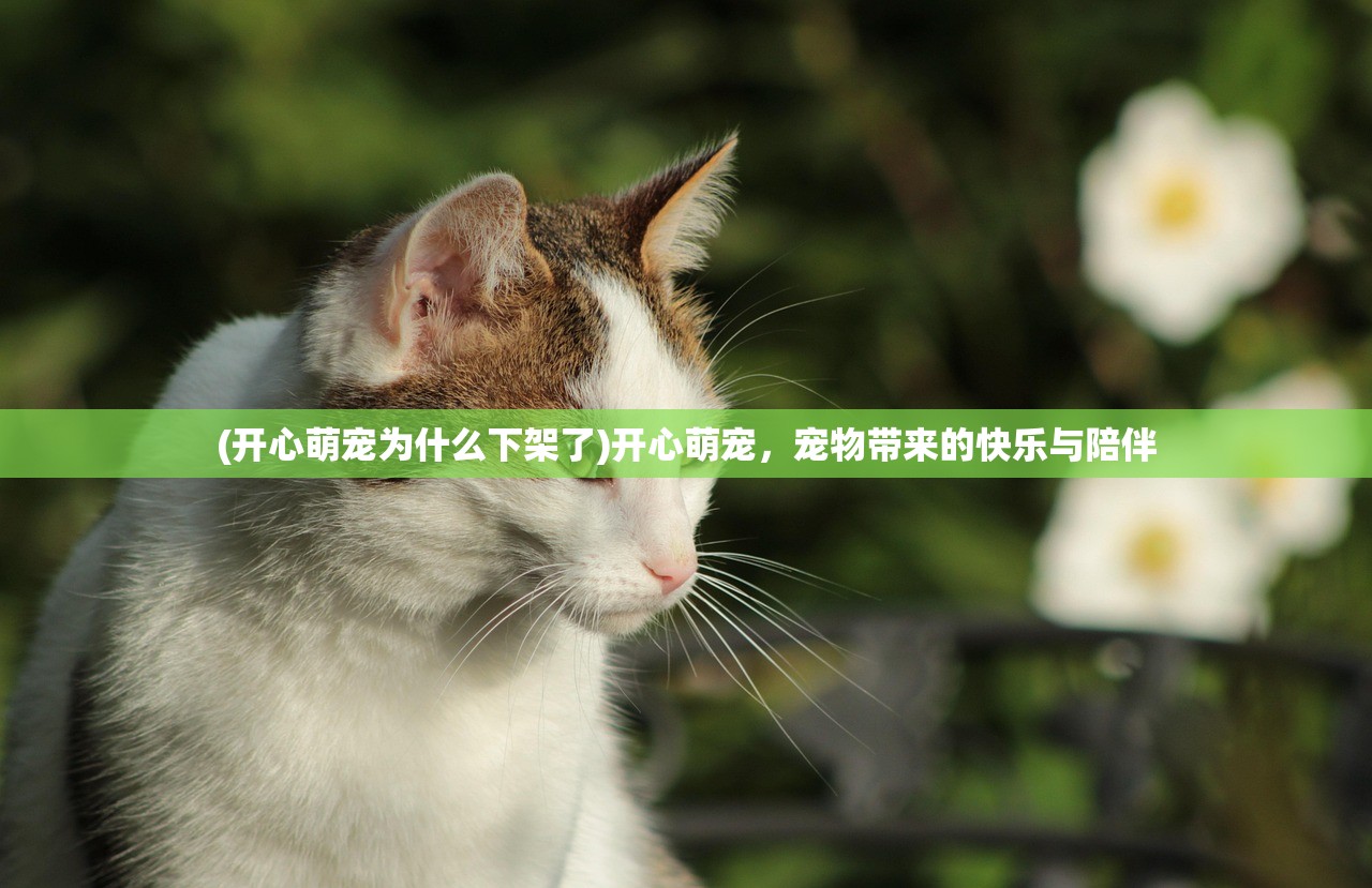 (开心萌宠为什么下架了)开心萌宠，宠物带来的快乐与陪伴