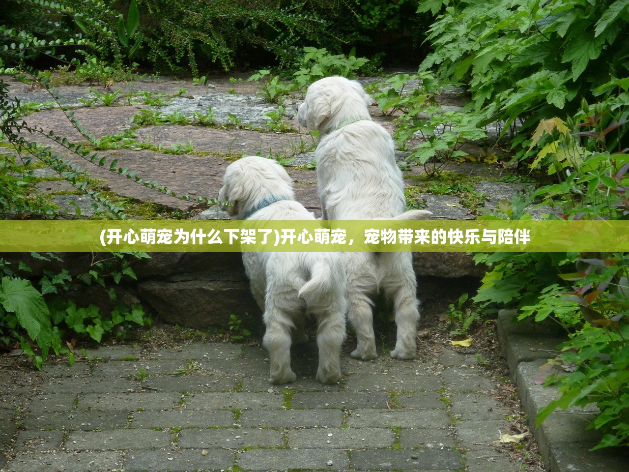 (开心萌宠为什么下架了)开心萌宠，宠物带来的快乐与陪伴