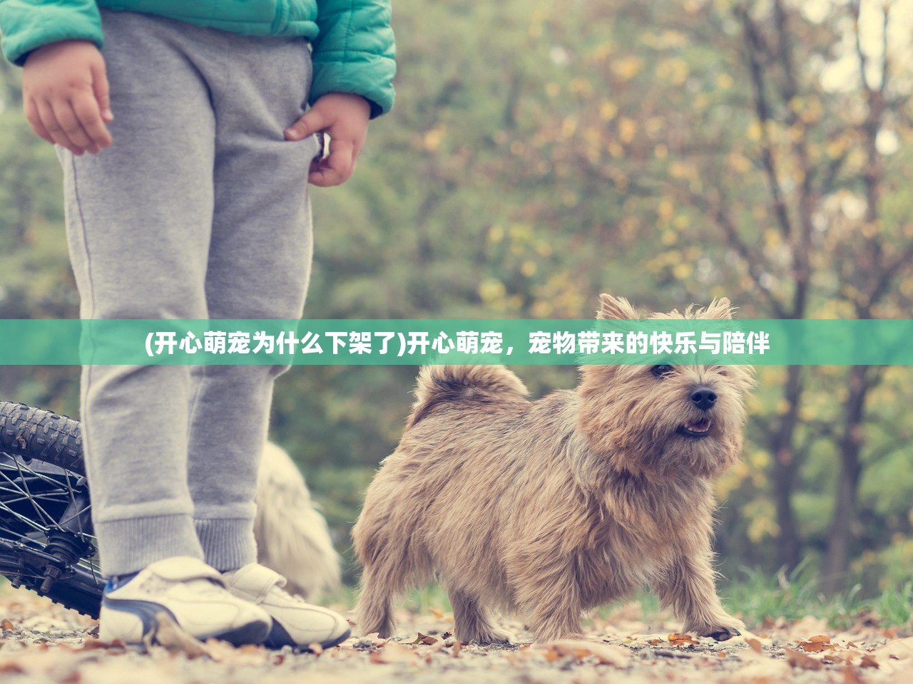 (开心萌宠为什么下架了)开心萌宠，宠物带来的快乐与陪伴