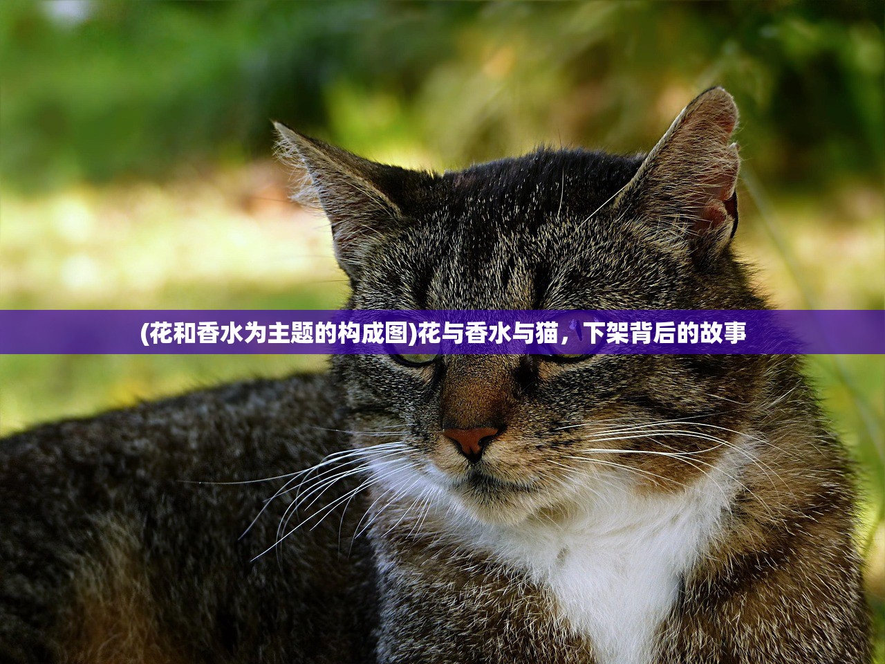 (花和香水为主题的构成图)花与香水与猫，下架背后的故事