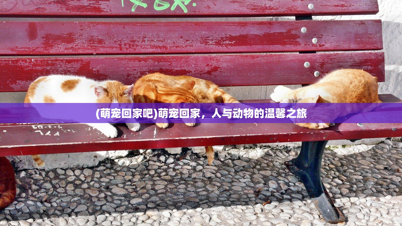 (萌宠回家吧)萌宠回家，人与动物的温馨之旅