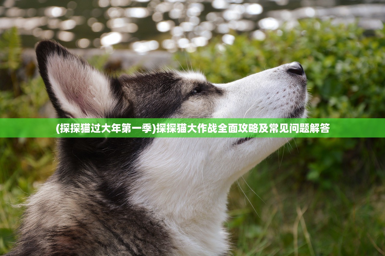 (探探猫过大年第一季)探探猫大作战全面攻略及常见问题解答
