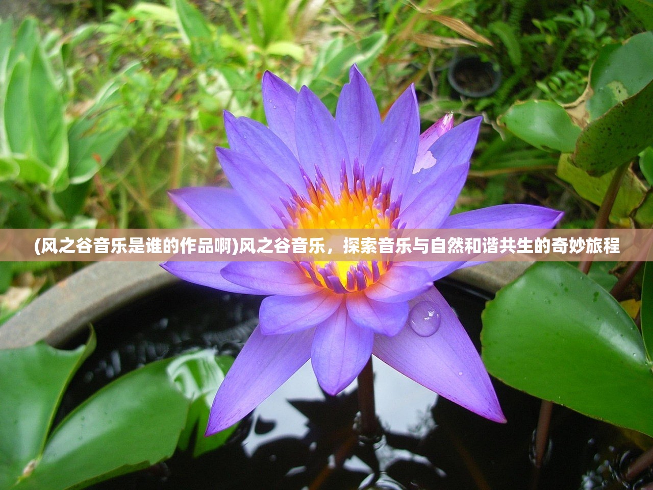 (风之谷音乐是谁的作品啊)风之谷音乐，探索音乐与自然和谐共生的奇妙旅程