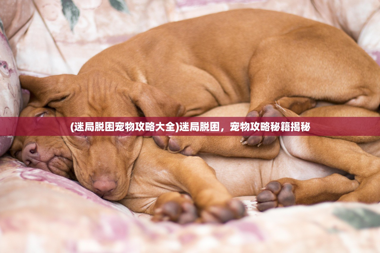 (迷局脱困宠物攻略大全)迷局脱困，宠物攻略秘籍揭秘