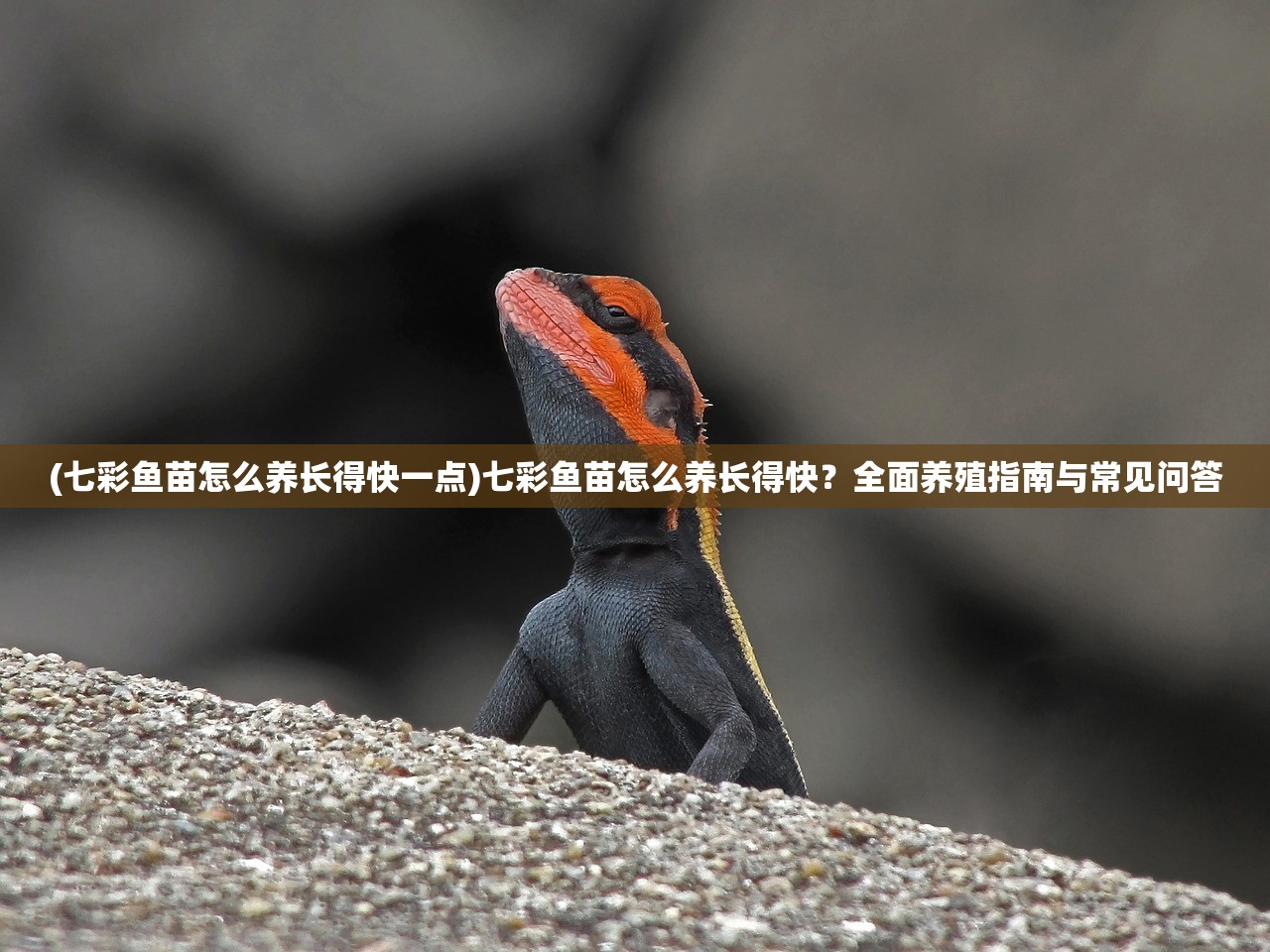 (七彩鱼苗怎么养长得快一点)七彩鱼苗怎么养长得快？全面养殖指南与常见问答